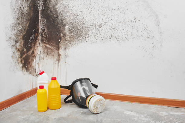 Best Mold Damage Repair  in Rigby, ID