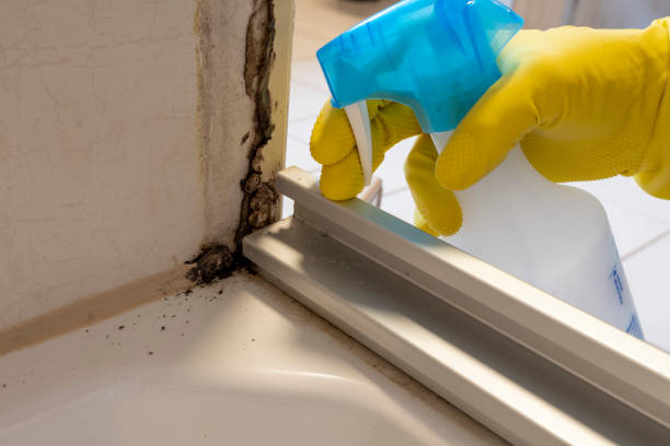 Best Certified Mold Removal  in Rigby, ID