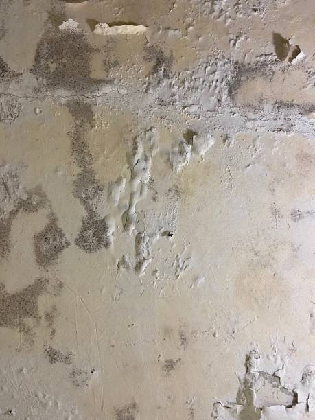 Best Office Mold Removal Services  in Rigby, ID
