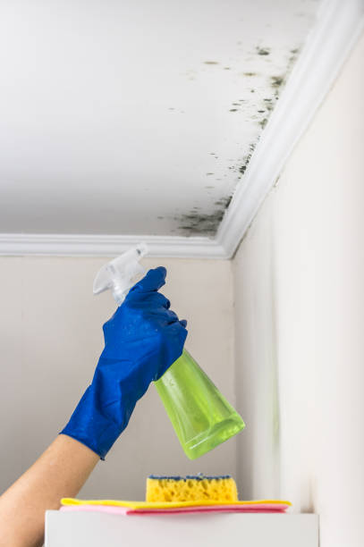 Best Attic Mold Removal  in Rigby, ID