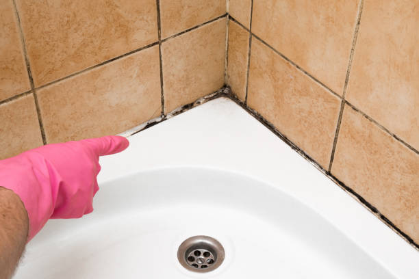 Best Affordable Mold Removal  in Rigby, ID